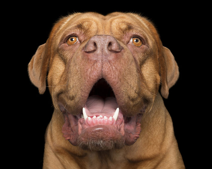 Crazy Dog Lady Photographs Smiling Dogs To Make People Smile Too Crazy Dog Lady Photographs Smiling Dogs To Make People Smile Too