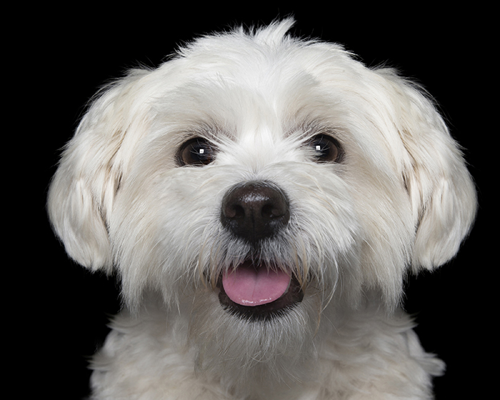 Crazy Dog Lady Photographs Smiling Dogs To Make People Smile Too Crazy Dog Lady Photographs Smiling Dogs To Make People Smile Too