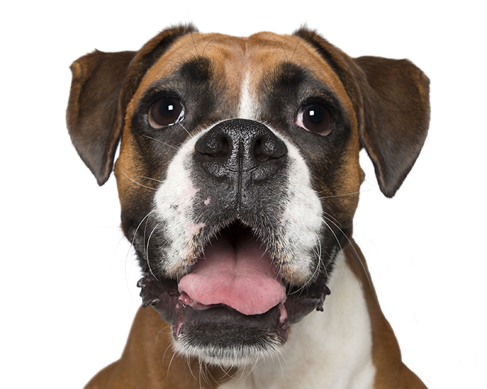 Crazy Dog Lady Photographs Smiling Dogs To Make People Smile Too Crazy Dog Lady Photographs Smiling Dogs To Make People Smile Too