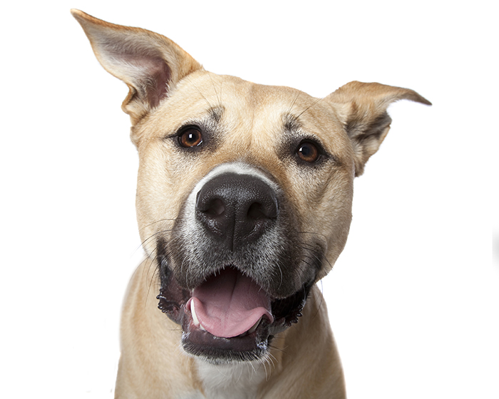 Crazy Dog Lady Photographs Smiling Dogs To Make People Smile Too Crazy Dog Lady Photographs Smiling Dogs To Make People Smile Too