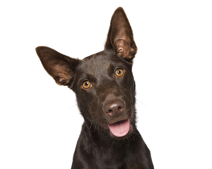 Crazy Dog Lady Photographs Smiling Dogs To Make People Smile Too Crazy Dog Lady Photographs Smiling Dogs To Make People Smile Too