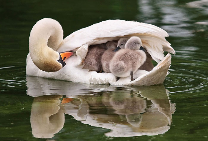 Mother Swan