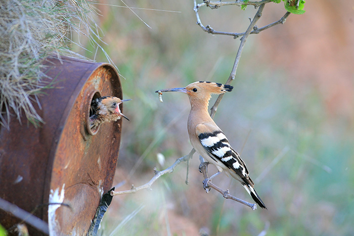 Hoopoe, Upupa Epops Nesting In An Old Barrel.