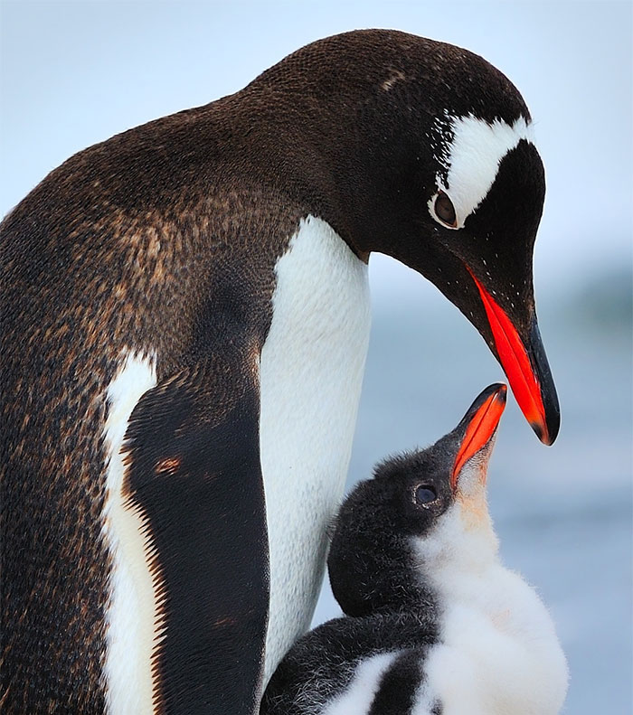 Gentoo Family Bonding