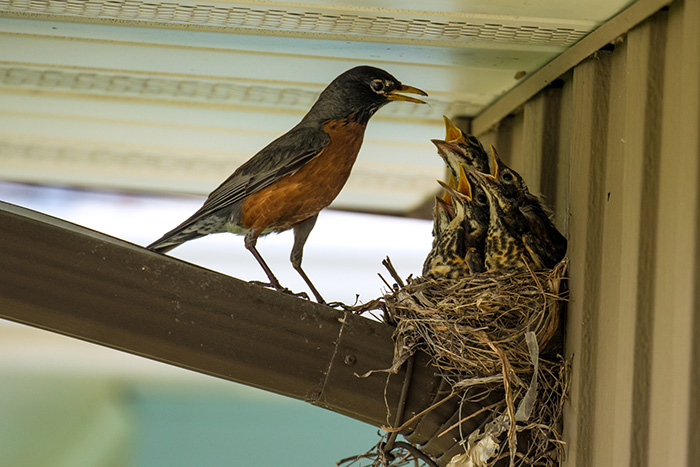 Spring Robins