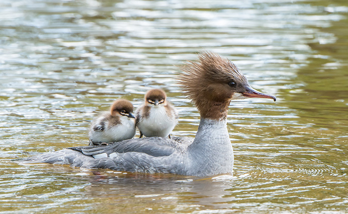 Goosander