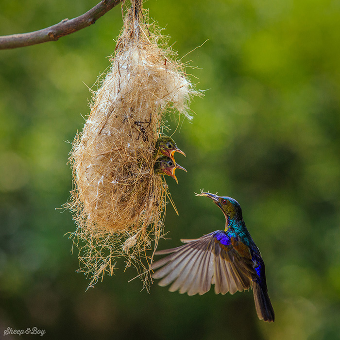 Sunbirds