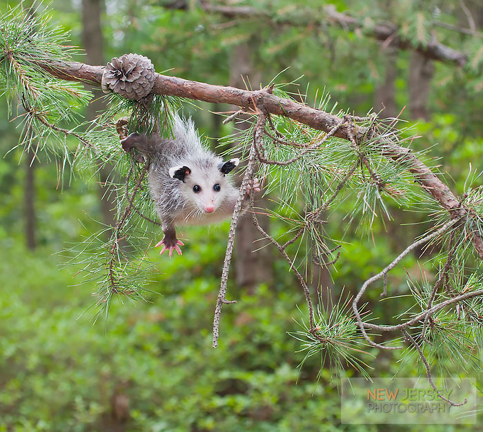 Baby Opossum