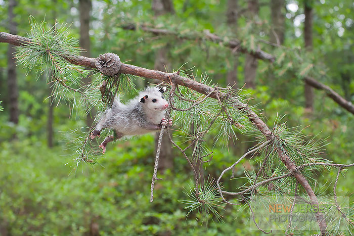 Baby Opossum