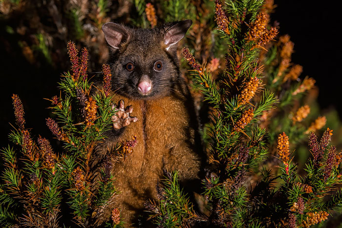 Common Brushtail Possum