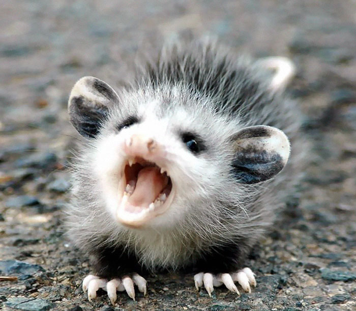 Angry Possum