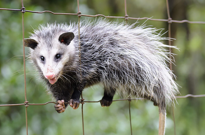 Funny Possum