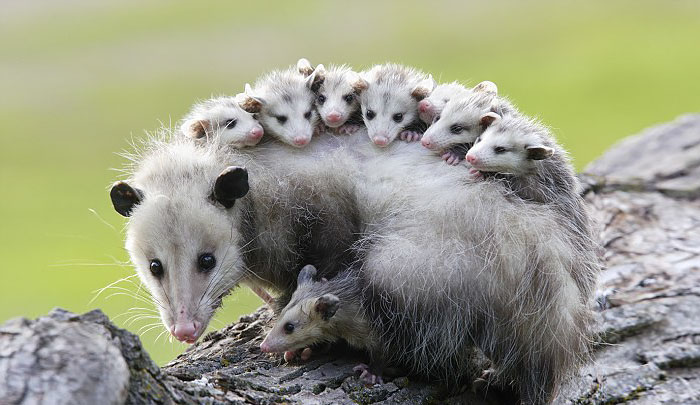 Possum Mom