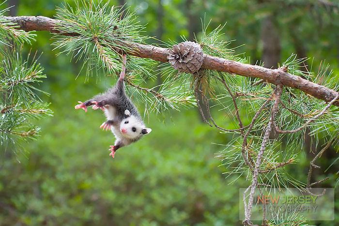 Baby Opossum