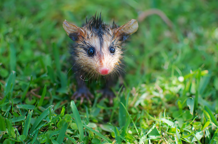 White-Eared Baby Opossum