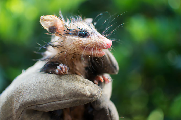 White-Eared Opossum