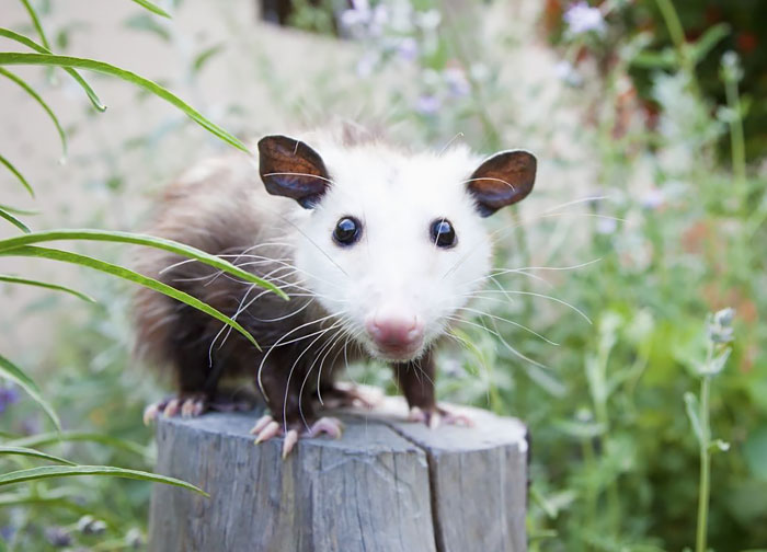 Pet Possum On Tree Stump