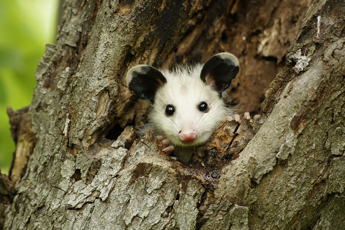 Baby Possum