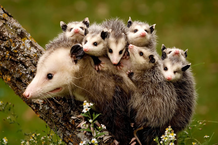Possum Mommy