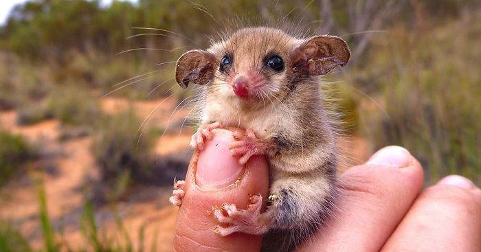 36 Awesome Possums And Opossums