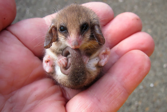 Pygmy Possum