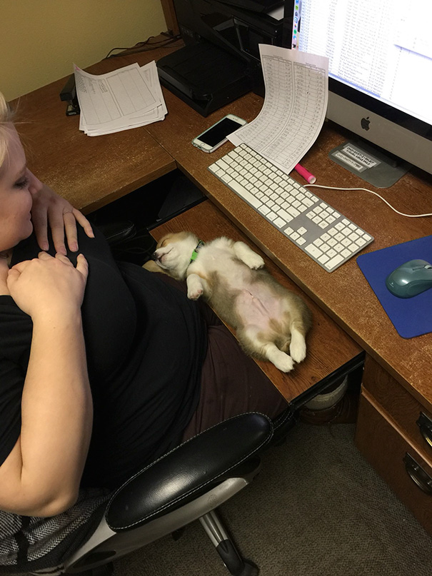 Everyone Needs A Desk Corgi