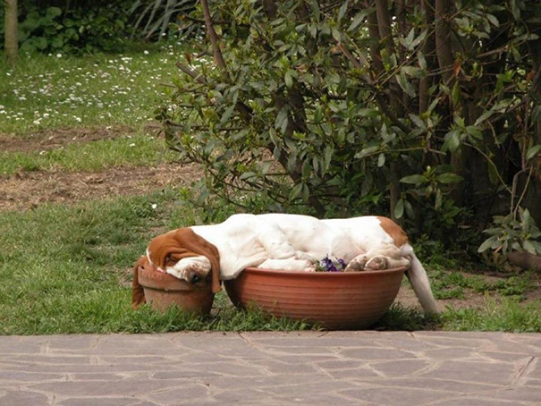 Asset Hound Sleeping In Flower Pots