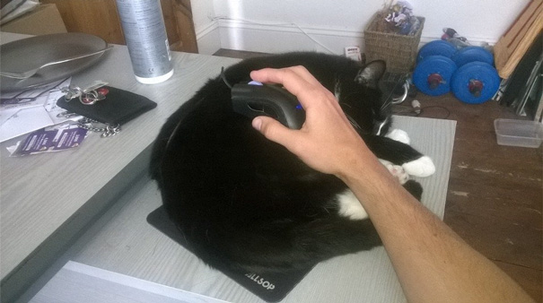 My Cat Likes To Sleep Where I Can't Avoid Stroking Her