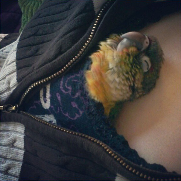 This Is Ender, My Conure. He Likes To Sleep Like This