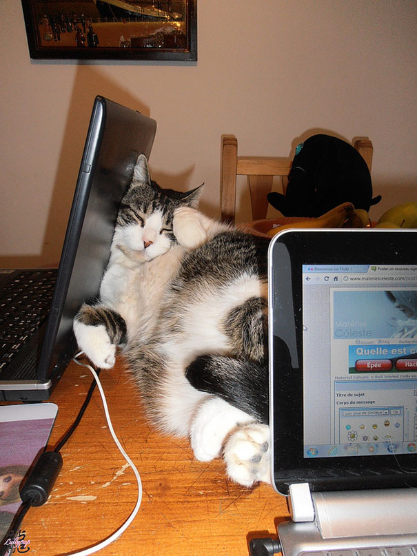 It's Not Easy To Find The Better Place To Sleep