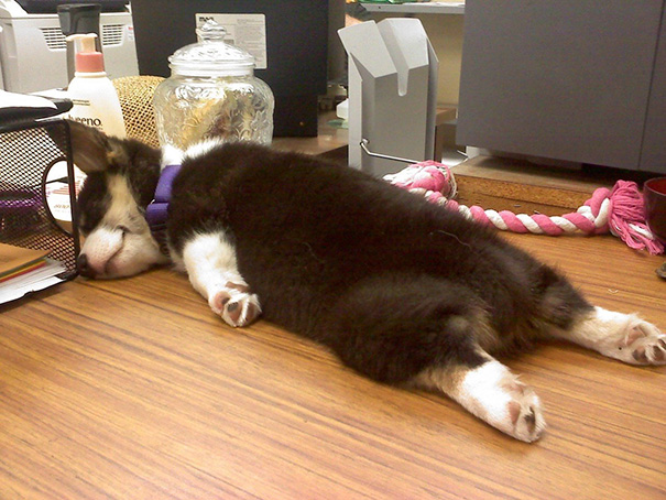 Baby Siberian Husky Sleeping