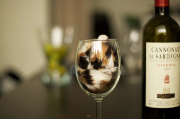 Cat Sleeping In A Glass