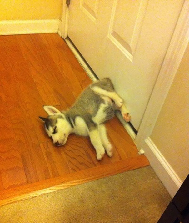 Sleeping In Front Of The Door