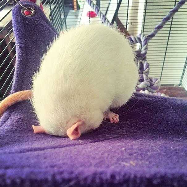 Lumen's Favourite Sleeping Position