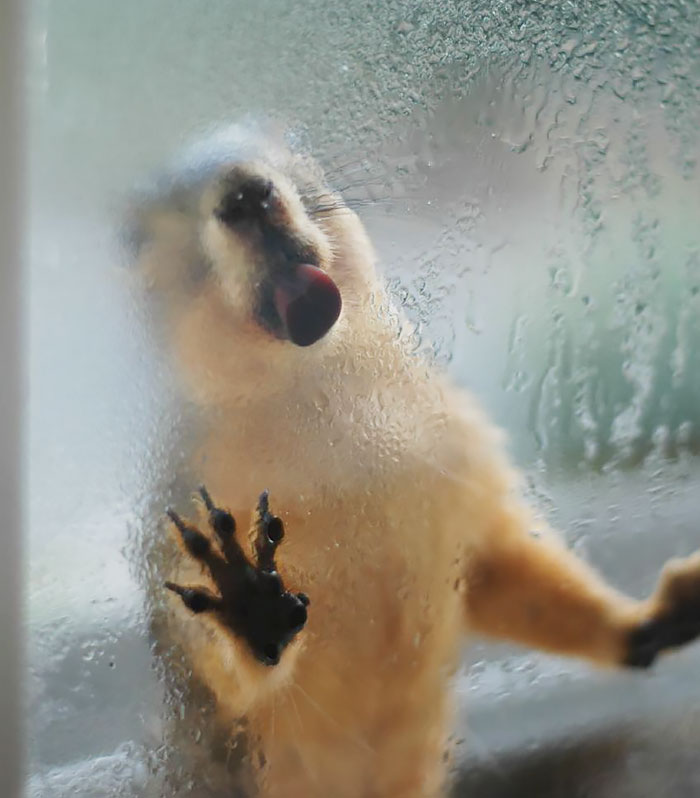 Having A Nice Drink Of Condensation From The Window