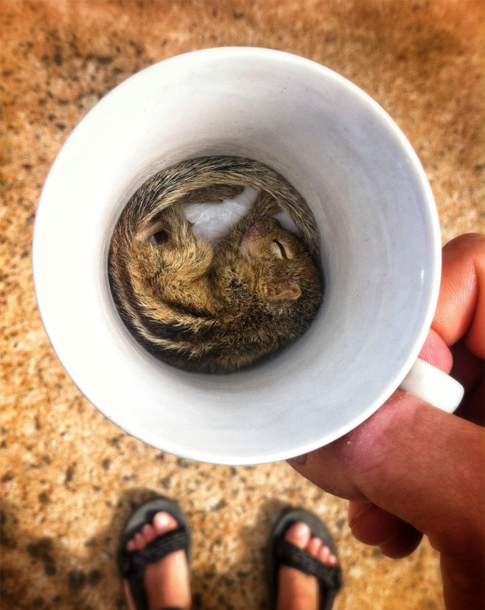 Rob The Baby Palm Squirrel