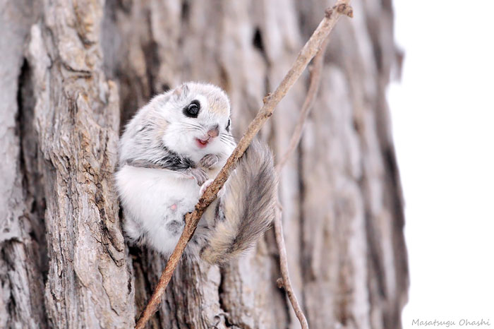 Siberian Flying Squirrel