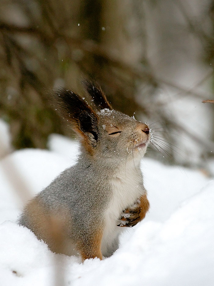 Overly Dramatic Squirrel
