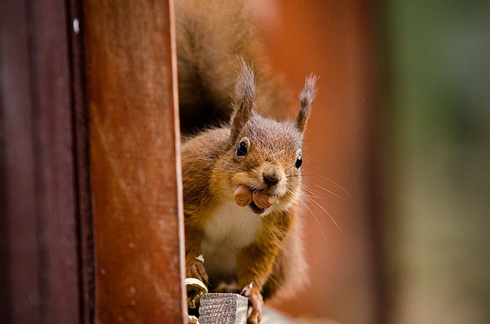 Don't Squeak With Your Mouth Full