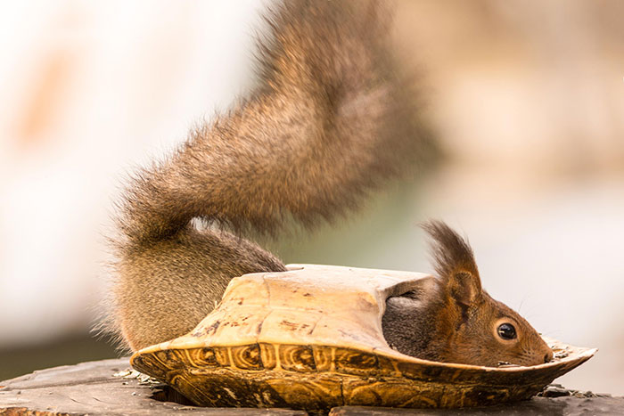 Squirrel Goes Turtle