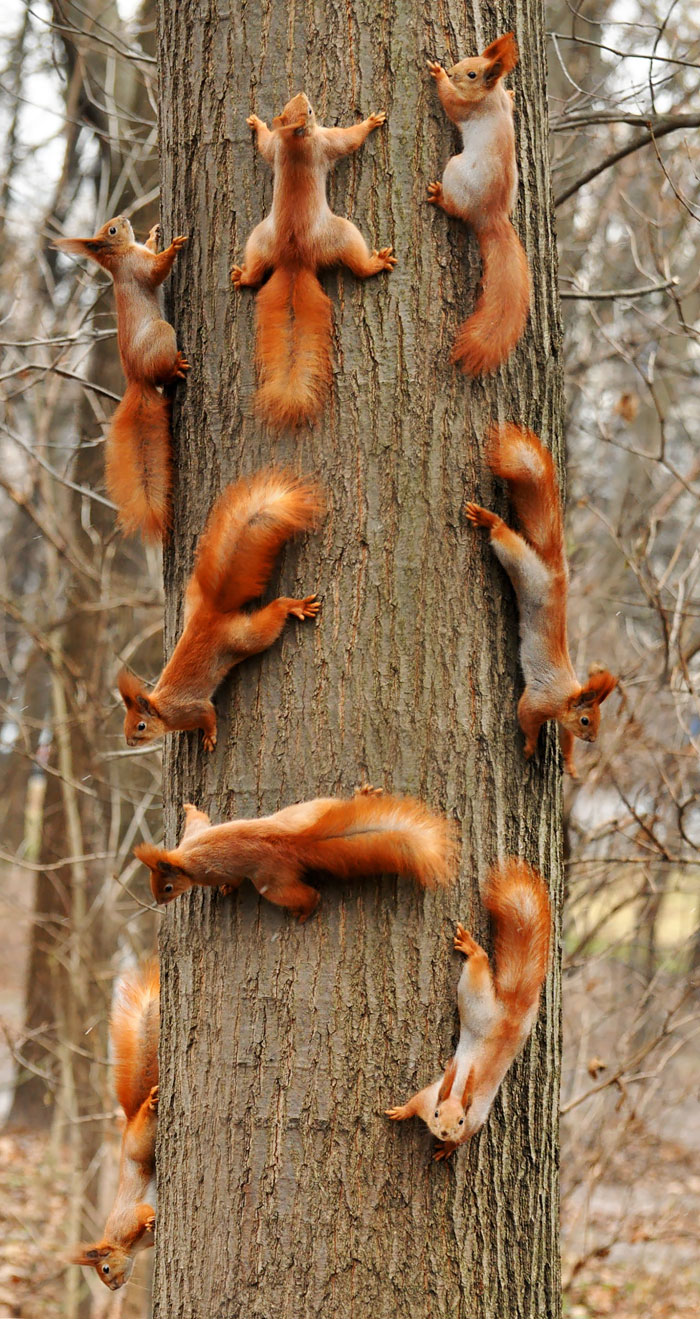 Squirrels