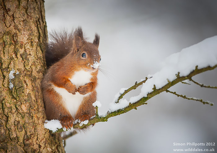 Snow Squirrel