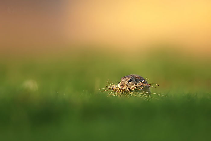European Ground Squirrel