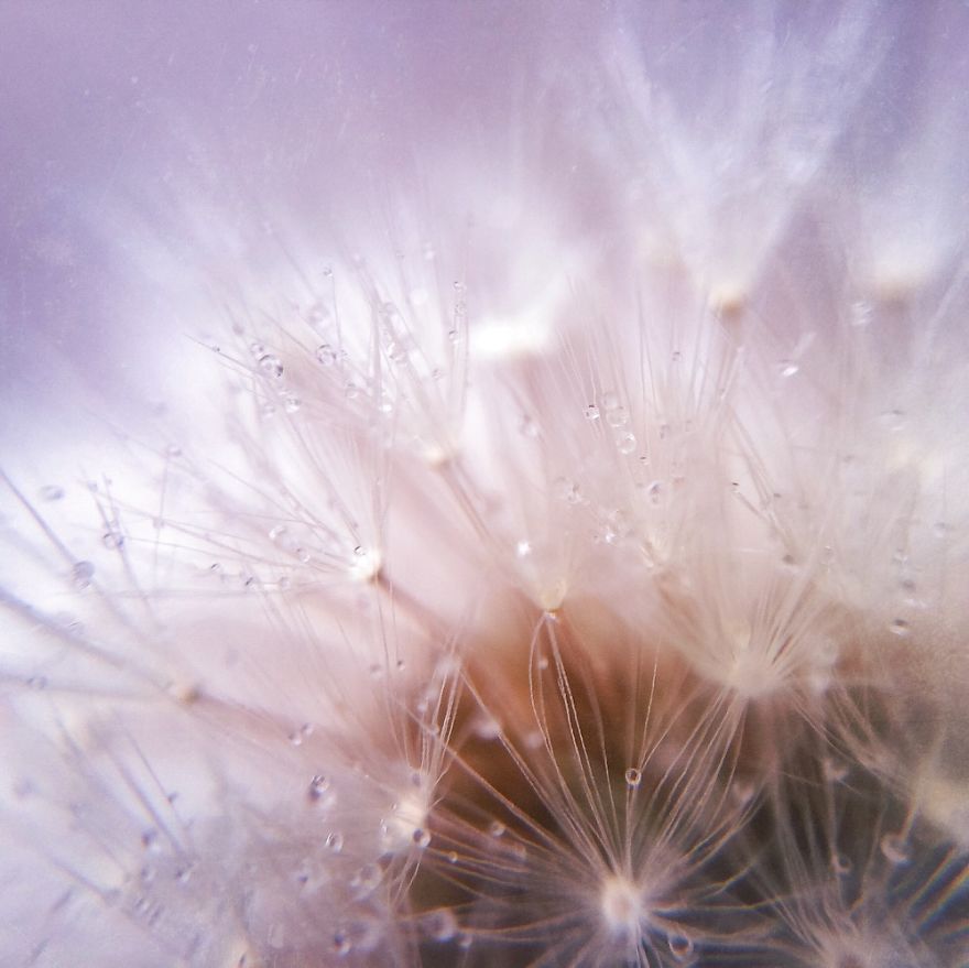Dewdrops On Dandelion Seeds