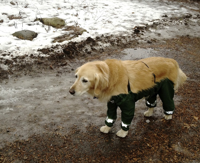 dog-pants-muddy-mutts-dog-apparel-1 dog-pants-muddy-mutts-dog-apparel-1