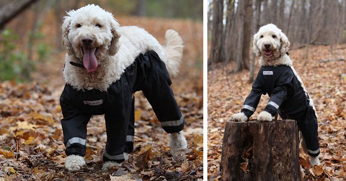 Riddle Finally Solved: Dogs Should Wear Pants Like This!