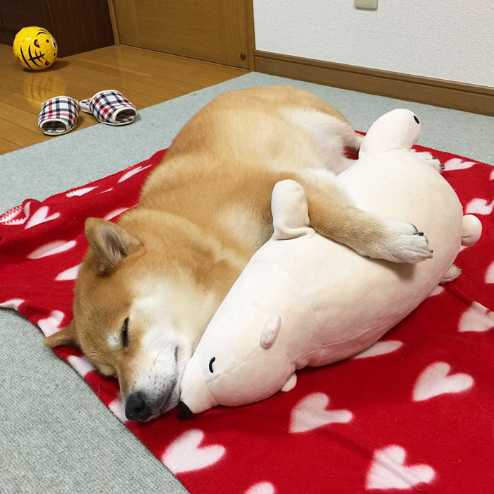 dog-shiba-inu-sleeps-teddy-bear-same-position-maru-23