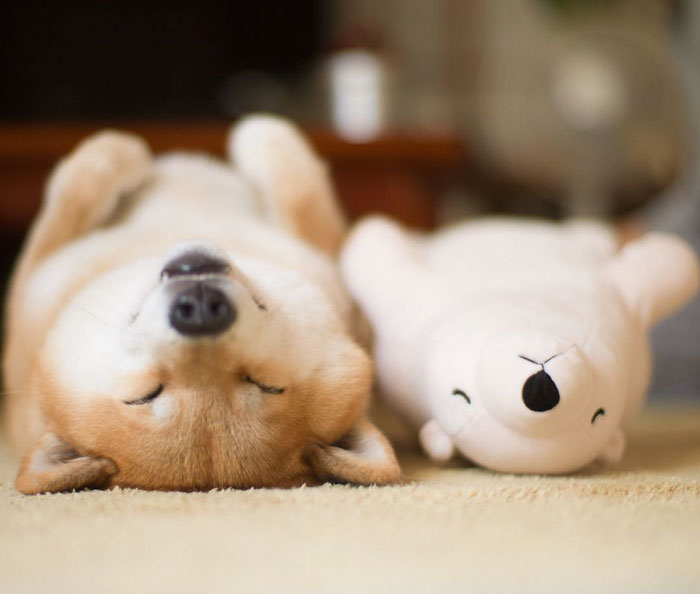 Shiba Inu Keeps Falling Asleep In Same Position As His Favorite Plush Toy