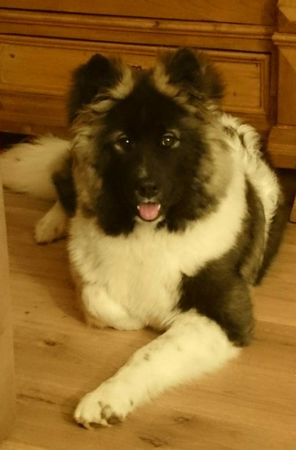 Raijin, My 7 Month Old Long Coated American Akita - Samoyed Mix