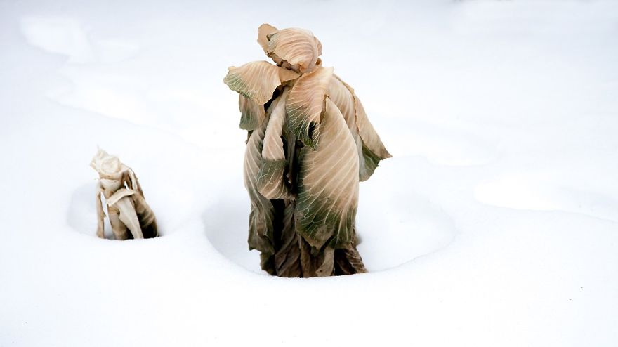 The Beauty Of Winter Captured In Minimalist Pictures The Beauty Of Winter Captured In Minimalist Pictures